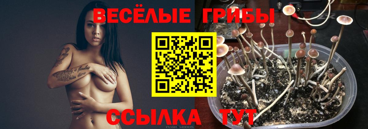 Галлюциногенные грибы прущие грибы Заводоуковск